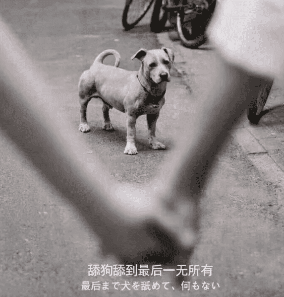 关于最近圈子很火的“舔狗日记”解说插图